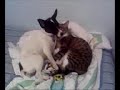 Cat Grooms Jack Russell Cat Grooms Jack Russell