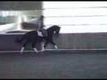 Sporthorse / Dressage horse for sale : Southside Flyer