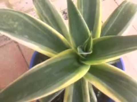 Agave attenuata