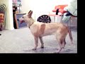 Hank the Cowdawg 4mo to 1yr