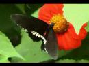 MARIPOSA
