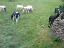 Cows at Dacre Cows at Dacre