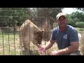 Listen to Director of Operations, Scott Lope talk about Nikita the Lioness his favorite cat at the sanctuary. Nikita was seized by police in a drug raid and when she arrived at Big Cat Rescue she was severely underweight and had developed growths on her legs from lying on a hard surface all the time. Since then eating a grrreat diet and having a one acre enclosure to run around in, she as made a full recovery and is a very large and very beautiful mature lioness! Stay tuned for more ...