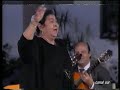flamenco