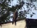 Buizerd op Industriegebied - 25 juli 2008