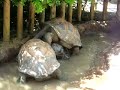 Real Life Teenage Mutant Ninja Turtles