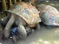 Real life Teenage Mutant Ninja Turtles 3 Real life Teenage Mutant Ninja Turtles 3