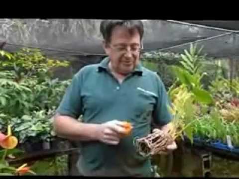 how to replant anthurium