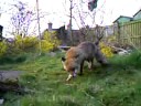 Fox. Little Minty has a Family Fox. Little Minty has a Family