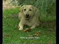 Giallo da Cani ( Centro Studi del Cane ) Giallo da Cani ( Centro Studi del Cane )