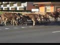 Alpabzug Engelberg