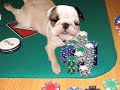 poker dogs sing about how wonderful it is to be a poker superstar.  
do you want to be a poker playa? learn what it takes from the worlds best poker pro dogs.

have your own pet sing and talk
learn how at http://www.michaeldavidcreative.com