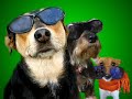 poker dogs sing about how wonderful it is to be a poker superstar.  
do you want to be a poker playa? learn what it takes from the worlds best poker pro dogs.

have your own pet sing and talk
learn how at http://www.michaeldavidcreative.com