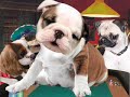 poker dogs sing about how wonderful it is to be a poker superstar.  
do you want to be a poker playa? learn what it takes from the worlds best poker pro dogs.

have your own pet sing and talk
learn how at http://www.michaeldavidcreative.com