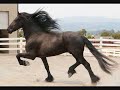 Arabs, Friesians,Gypsy Vanners Tribute- One in a million