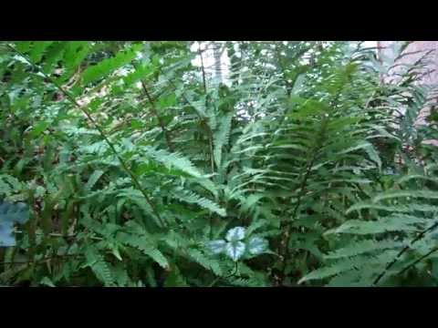 how to transplant ostrich ferns