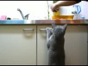 Cat Waiting for Dinner