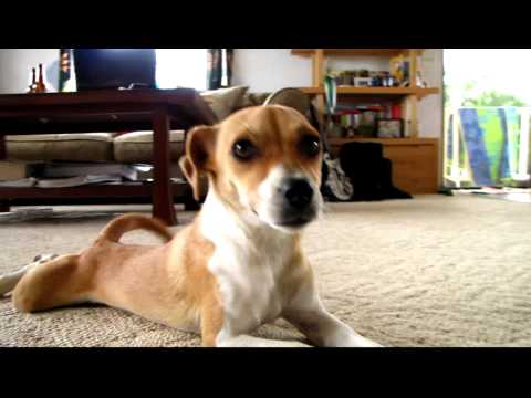 Lani, a cadela que gatinha