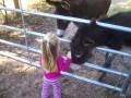 videos de Zoe and the Donkeys