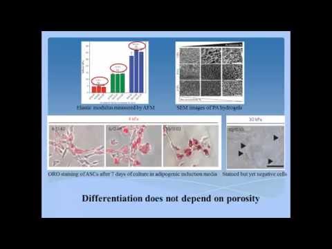 how to isolate hepatocytes from liver