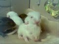 little baby gerbils
