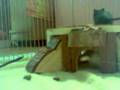 little baby gerbils