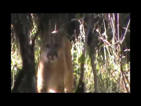 mountain lion