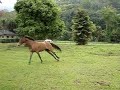 Cavalos felizes no piquete