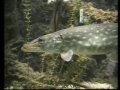 Pike and Carp in a fish tank / Hecht und Karpfen @ a Zoo Aquarium [1/1]