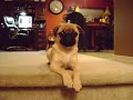 Depressed Dog