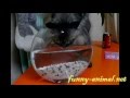 Cat catches fish by drinking water 