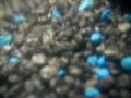 Underwater Koi Pond (part 2)