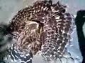 Owly sun bathing again