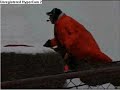 Snowmobiling/Sledding CRASH COMPILATION