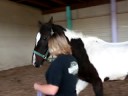 Flicka Lameness Video Flicka Lameness Video