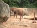 zoo Atlanta