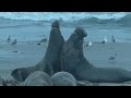 Elephant Seal Combat Año Nuevo State Park 1/24 ...