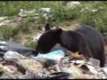 Vultures/Dump Bears/Sow Bear with Cubs