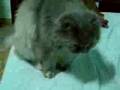 My cat Agatina