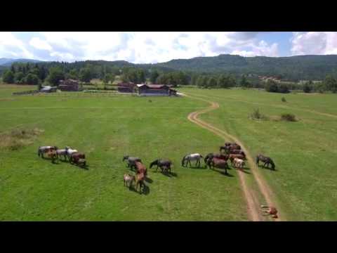 WILD HORSES MEETING XIAOMI MI 4K DRONE