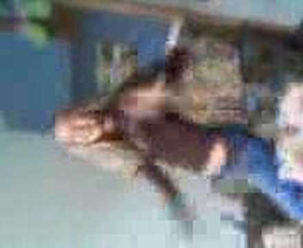 sharmota - the slut lweza is dancin.
