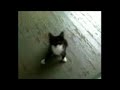 Cat meowing nonstop
