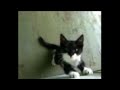 Cat meowing nonstop