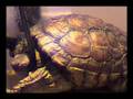 Benjamina, the petite turtle.