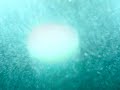ameobic birth