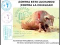 NO A LA PUTA TAUROMAQUIA