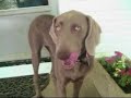 Naughty Weimaraner