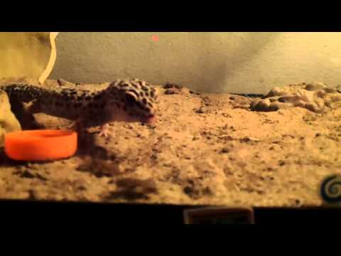 My Leopard Gecko eats 3 crickets really FAST
