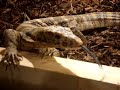 Varanus Salvator Sulfur first stepps