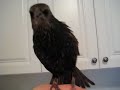A very talented Starling!